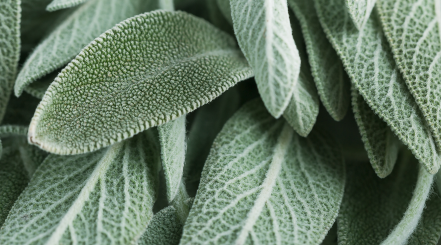 sage plant