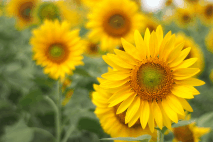 sunflower field