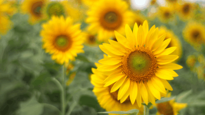 sunflower field