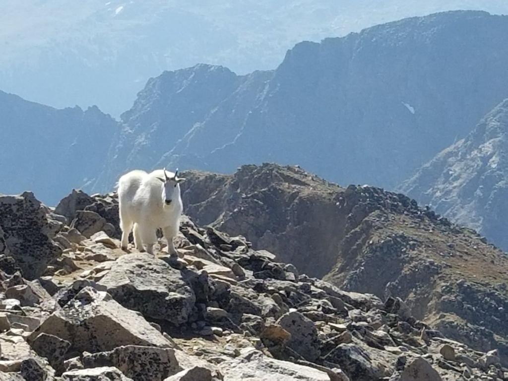 mountain goat